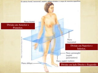 Divisão em Anterior e
Posterior.
Divisão em Superior e
Inferior.
Divisão em lado Direito e Esquerdo
 