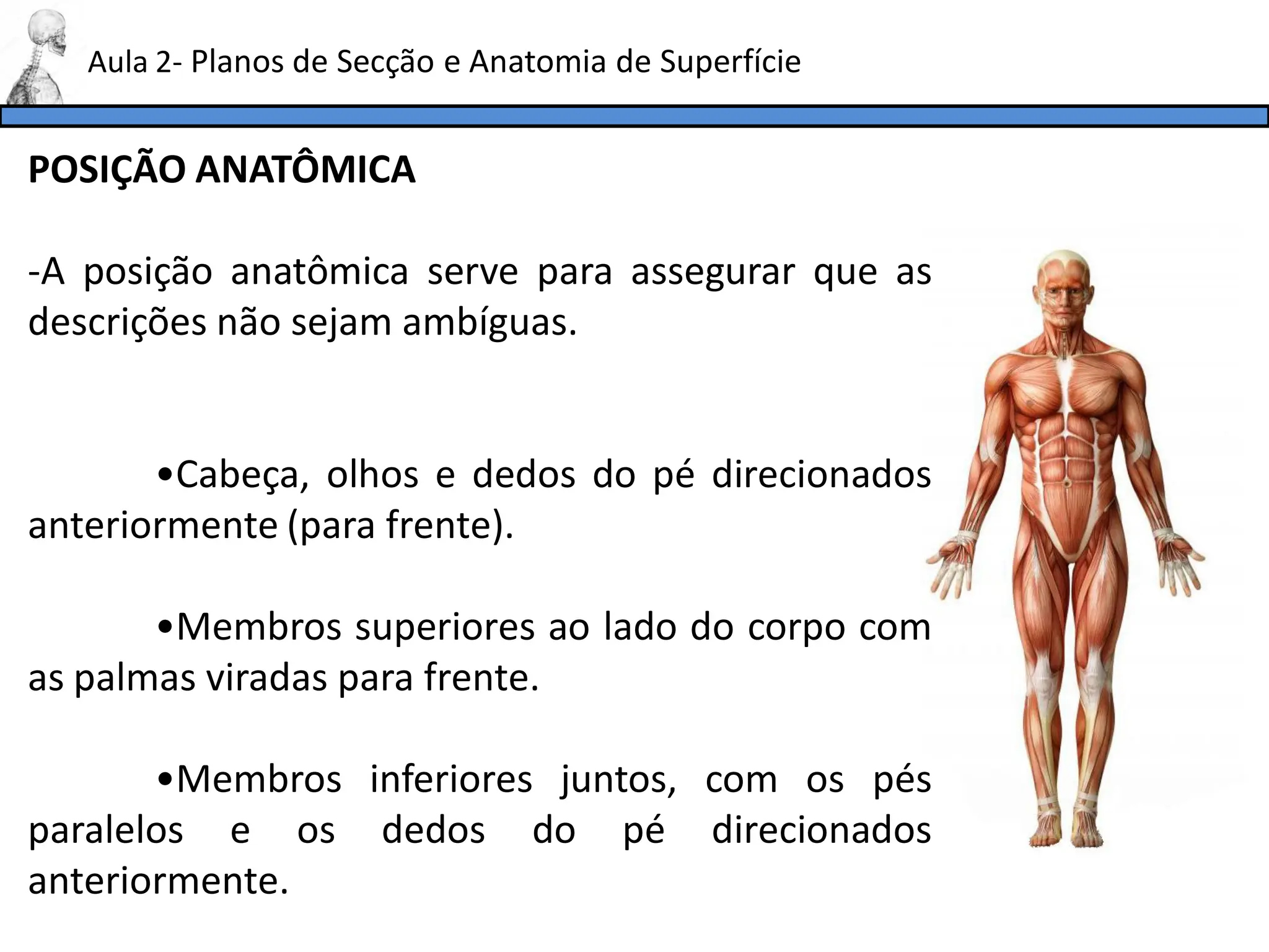 aula_1_anatomia aspectos histórico,planos ,termos , .pdf