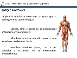 POSIÇÃO ANATÔMICA
-A posição anatômica serve para assegurar que as
descrições não sejam ambíguas.
•Cabeça, olhos e dedos do pé direcionados
anteriormente (para frente).
•Membros superiores ao lado do corpo com
as palmas viradas para frente.
•Membros inferiores juntos, com os pés
paralelos e os dedos do pé direcionados
anteriormente.
Aula 2- Planos de Secção e Anatomia de Superfície
 