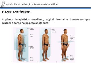 PLANOS ANATÔMICOS
4 planos imaginários (mediano, sagital, frontal e transverso) que
cruzam o corpo na posição anatômica:
Aula 2- Planos de Secção e Anatomia de Superfície
 