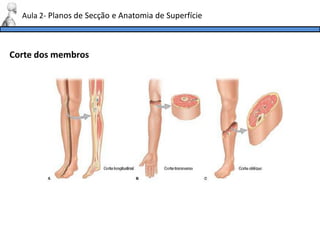 Corte dos membros
Aula 2- Planos de Secção e Anatomia de Superfície
 