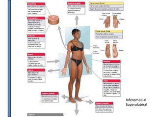 Inferomedial
Superolateral
 