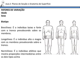FATORES DE VARIAÇÃO
Idade
Sexo
Biotipo
Brevilíneo: É o indivíduo baixo e forte
com o tronco prevalecendo sobre os
membros.
Longelíneo: É o indivíduo alto e magro
com os membros prevalecendo sobre o
tronco.
Normilíneo: É o indivíduo atlético que
mostra proporções intermediárias entre
os dois tipos acima
Aula 2- Planos de Secção e Anatomia de Superfície
 