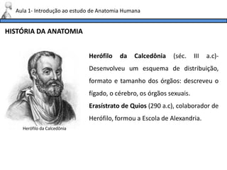 HISTÓRIA DA ANATOMIA
Aula 1- Introdução ao estudo de Anatomia Humana
Herófilo da Calcedônia (séc. III a.c)-
Desenvolveu um esquema de distribuição,
formato e tamanho dos órgãos: descreveu o
fígado, o cérebro, os órgãos sexuais.
Erasístrato de Quios (290 a.c), colaborador de
Herófilo, formou a Escola de Alexandria.
Herófilo da Calcedônia
 