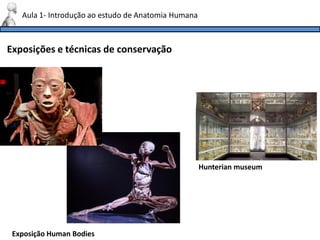 Exposições e técnicas de conservação
Aula 1- Introdução ao estudo de Anatomia Humana
Exposição Human Bodies
Hunterian museum
 