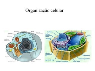 Organização celular

 