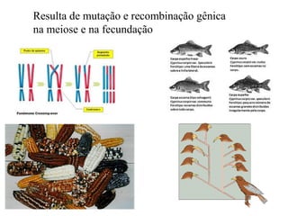 Resulta de mutação e recombinação gênica
na meiose e na fecundação

 