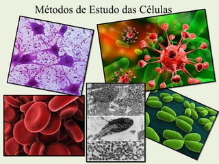 Métodos de Estudo das Células
 