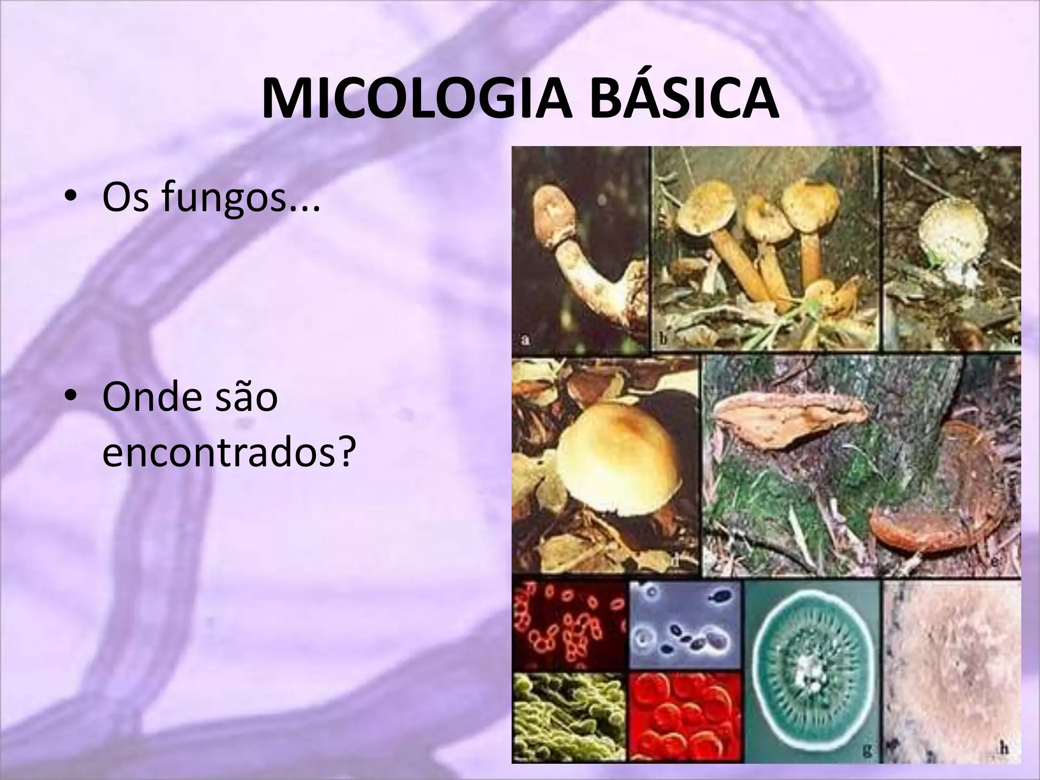 AULA_1___BIOLOGIA_DOS_FUNGOS.ppt