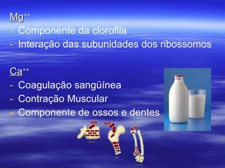 Mg ++   Componente da clorofila Interação das subunidades dos ribossomos Ca ++ Coagulação sangüínea Contração Muscular Componente de ossos e dentes 