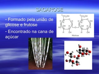 SACAROSE Formado pela união de glicose e frutose Encontrado na cana de açúcar   