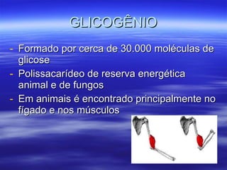 GLICOGÊNIO Formado por cerca de 30.000 moléculas de glicose Polissacarídeo de reserva energética animal e de fungos Em animais é encontrado principalmente no fígado e nos músculos 