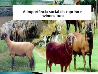 A importância social da caprino e
ovinocultura
 