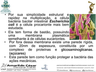 • Por sua simplicidade estrutural e
  rapidez na multiplicação, a célula
  bactéria bacilar intestinal Escherichia
  coli é a célula procarionte mais bem
  estudada.
• Ela tem forma de bastão, possuindo
  uma        membrana          plasmática
  semelhante à de células eucariontes.
• Por fora dessa membrana existe uma parede rígida,
   com 20nm de espessura, constituída por um
   complexo de proteínas e glicosaminoglicanas.
   (açúcares)
• Esta parede tem como função proteger a bactéria das
   ações mecânicas.
 