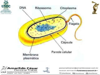 Fonte:www.cynara.com.br
 