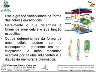 • Existe grande variabilidade na forma
  das células eucarióticas.
• Geralmente o que determina a
  forma de uma célula é sua função
  específica.
• Outros determinantes da forma de
  uma      célula   podem      ser   o
  citoesqueleto    presente em seu
  citoplasma, a ação mecânica
  exercida por células adjacentes e a
  rigidez da membrana plasmática.
 
