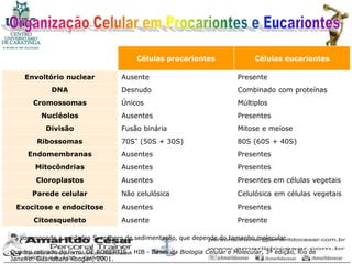 Células procariontes                   Células eucariontes

    Envoltório nuclear               Ausente                               Presente
             DNA                     Desnudo                               Combinado com proteínas
       Cromossomas                   Únicos                                Múltiplos
          Nucléolos                  Ausentes                              Presentes
           Divisão                   Fusão binária                         Mitose e meiose
        Ribossomas                   70S* (50S + 30S)                      80S (60S + 40S)
     Endomembranas                   Ausentes                              Presentes
        Mitocôndrias                 Ausentes                              Presentes
        Cloroplastos                 Ausentes                              Presentes em células vegetais
       Parede celular                Não celulósica                        Celulósica em células vegetais
 Exocitose e endocitose              Ausentes                              Presentes
       Citoesqueleto                 Ausente                               Presente

*S corresponde a unidades Sverdberg de sedimentação, que depende do tamanho molecular.

Quadro retirado do livro: DE ROBERTIS - HIB - Bases da Biologia Celular e Molecular, 3ª edição, Rio de
Janeiro: Guanabara Koogan, 2001.
 