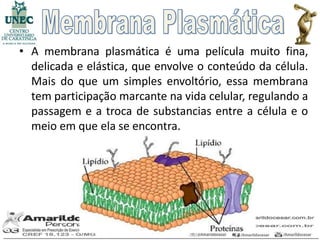 • A membrana plasmática é uma película muito fina,
  delicada e elástica, que envolve o conteúdo da célula.
  Mais do que um simples envoltório, essa membrana
  tem participação marcante na vida celular, regulando a
  passagem e a troca de substancias entre a célula e o
  meio em que ela se encontra.
 