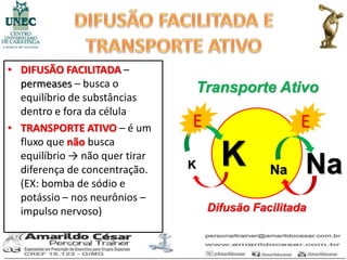 • DIFUSÃO FACILITADA –
  permeases – busca o               Transporte Ativo
  equilíbrio de substâncias
  dentro e fora da célula
• TRANSPORTE ATIVO – é um       E                    E
  fluxo que não busca
  equilíbrio → não quer tirar
  diferença de concentração.    K      K        Na    Na
  (EX: bomba de sódio e
  potássio – nos neurônios –
  impulso nervoso)                   Difusão Facilitada
 