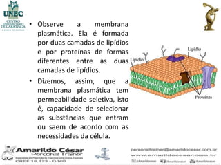 • Observe     a     membrana
  plasmática. Ela é formada
  por duas camadas de lipídios
  e por proteínas de formas
  diferentes entre as duas
  camadas de lipídios.
• Dizemos, assim, que a
  membrana plasmática tem
  permeabilidade seletiva, isto
  é, capacidade de selecionar
  as substâncias que entram
  ou saem de acordo com as
  necessidades da célula.
 
