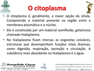O citoplasma
• O citoplasma é, geralmente, a maior opção da célula.
  Compreende o material presente na região entre a
  membrana plasmática e o núcleo.
• Ele é constituído por um material semifluido, gelatinoso
  chamado hialoplasma.
• No hialoplasma ficam imersas as organelas celulares,
  estruturas que desempenham funções vitais diversas,
  como digestão, respiração, excreção e circulação. A
  substância mais abundante no hialoplasma é a água.
 