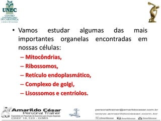 • Vamos estudar algumas das mais
  importantes organelas encontradas em
  nossas células:
  – Mitocôndrias,
  – Ribossomos,
  – Retículo endoplasmático,
  – Complexo de golgi,
  – Lisossomos e centríolos.
 