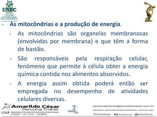 •   As mitocôndrias e a produção de energia.
    • As mitocôndrias são organelas membranosas
       (envolvidas por membrana) e que têm a forma
       de bastão.
    • São     responsáveis pela respiração celular,
       fenômeno que permite à célula obter a energia
       química contida nos alimentos absorvidos.
    • A energia assim obtida poderá então ser
       empregada no desempenho de atividades
       celulares diversas.
 