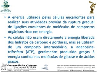 • A energia utilizada pelas células eucariontes para
  realizar suas atividades provém da ruptura gradual
  de ligações covalentes de moléculas de compostos
  orgânicos ricos em energia.
• As células não usam diretamente a energia liberada
  dos hidratos de carbono e gorduras, mas se utilizam
  de um composto intermediário, a adenosina-
  trifosfato (ATP), geralmente produzido graças à
  energia contida nas moléculas de glicose e de ácidos
  graxos.
 