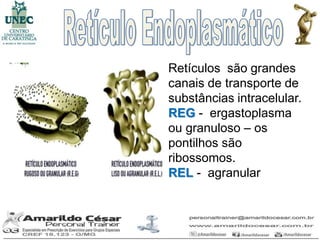 Retículos são grandes
canais de transporte de
substâncias intracelular.
REG - ergastoplasma
ou granuloso – os
pontilhos são
ribossomos.
REL - agranular
 