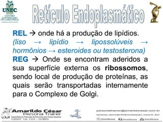 REL  onde há a produção de lipídios.
(liso → lipídio → lipossolúveis →
hormônios → esteroides ou testosterona)
REG  Onde se encontram aderidos a
sua superfície externa os ribossomos,
sendo local de produção de proteínas, as
quais serão transportadas internamente
para o Complexo de Golgi.
 
