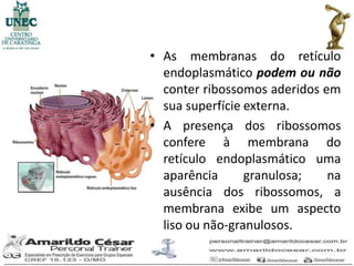 • As membranas do retículo
  endoplasmático podem ou não
  conter ribossomos aderidos em
  sua superfície externa.
• A presença dos ribossomos
  confere à membrana do
  retículo endoplasmático uma
  aparência      granulosa;   na
  ausência dos ribossomos, a
  membrana exibe um aspecto
  liso ou não-granulosos.
 