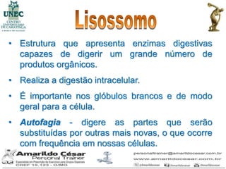 • Estrutura que apresenta enzimas digestivas
  capazes de digerir um grande número de
  produtos orgânicos.
• Realiza a digestão intracelular.
• É importante nos glóbulos brancos e de modo
  geral para a célula.
• Autofagia - digere as partes que serão
  substituídas por outras mais novas, o que ocorre
  com frequência em nossas células.
 