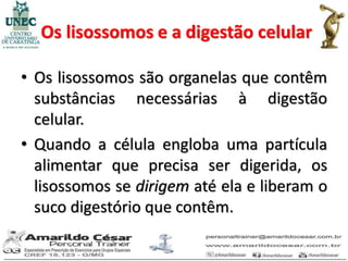 Os lisossomos e a digestão celular

• Os lisossomos são organelas que contêm
  substâncias necessárias à digestão
  celular.
• Quando a célula engloba uma partícula
  alimentar que precisa ser digerida, os
  lisossomos se dirigem até ela e liberam o
  suco digestório que contêm.
 