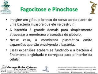 Fagocitose e Pinocitose
• Imagine um glóbulo branco do nosso corpo diante de
  uma bactéria invasora que ele irá destruir.
• A bactéria é grande demais para simplesmente
  atravessar a membrana plasmática do glóbulo.
• Nesse caso, a membrana plasmática emite
  expansões que vão envolvendo a bactéria.
• Essas expansões acabam se fundindo e a bactéria é
  finalmente englobada e carregada para o interior da
  célula.
 