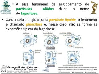 • A esse fenômeno de englobamento de
        partículas     sólidas dá-se o nome
        de fagocitose.
• Caso a célula englobe uma partícula líquida, o fenômeno
  é chamado pinocitose e, nesse caso, não se forma as
  expansões típicas da fagocitose.
 