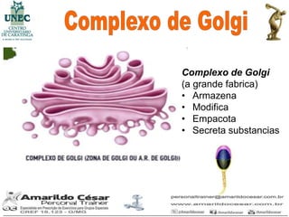 Complexo de Golgi
(a grande fabrica)
• Armazena
• Modifica
• Empacota
• Secreta substancias
 