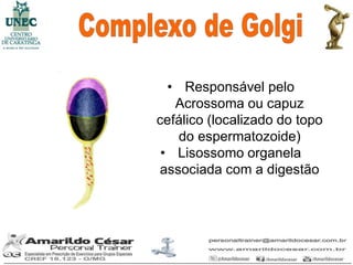 • Responsável pelo
   Acrossoma ou capuz
cefálico (localizado do topo
    do espermatozoide)
 • Lisossomo organela
associada com a digestão
 