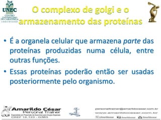 • É a organela celular que armazena parte das
  proteínas produzidas numa célula, entre
  outras funções.
• Essas proteínas poderão então ser usadas
  posteriormente pelo organismo.
 