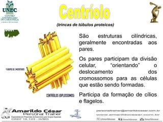 (trincas de túbulos proteicos)

        • São    estruturas cilíndricas,
          geralmente encontradas aos
          pares.
        • Os pares participam da divisão
          celular,    “orientando”     o
          deslocamento               dos
          cromossomos para as células
          que estão sendo formadas.
        • Participa da formação de cílios
          e flagelos.
 