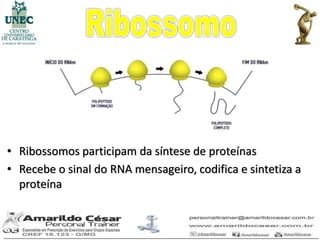 • Ribossomos participam da síntese de proteínas
• Recebe o sinal do RNA mensageiro, codifica e sintetiza a
  proteína
 