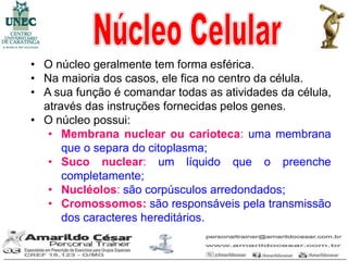 • O núcleo geralmente tem forma esférica.
• Na maioria dos casos, ele fica no centro da célula.
• A sua função é comandar todas as atividades da célula,
  através das instruções fornecidas pelos genes.
• O núcleo possui:
   • Membrana nuclear ou carioteca: uma membrana
      que o separa do citoplasma;
   • Suco nuclear: um líquido que o preenche
      completamente;
   • Nucléolos: são corpúsculos arredondados;
   • Cromossomos: são responsáveis pela transmissão
      dos caracteres hereditários.
 