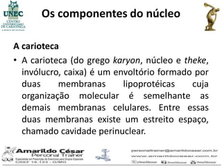 Os componentes do núcleo

A carioteca
• A carioteca (do grego karyon, núcleo e theke,
  invólucro, caixa) é um envoltório formado por
  duas     membranas       lipoprotéicas   cuja
  organização molecular é semelhante as
  demais membranas celulares. Entre essas
  duas membranas existe um estreito espaço,
  chamado cavidade perinuclear.
 
