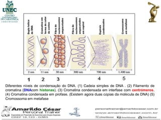 Diferentes níveis de condensação do DNA. (1) Cadeia simples de DNA . (2) Filamento de
cromatina (DNAcom histonas). (3) Cromatina condensada em interfase com centrómeros.
(4) Cromatina condensada em profase. (Existem agora duas cópias da molécula de DNA) (5)
Cromossoma em metafase
 