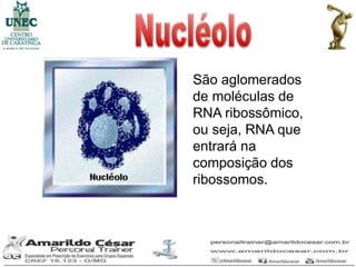 São aglomerados
de moléculas de
RNA ribossômico,
ou seja, RNA que
entrará na
composição dos
ribossomos.
 