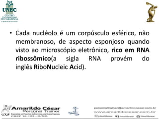 • Cada nucléolo é um corpúsculo esférico, não
  membranoso, de aspecto esponjoso quando
  visto ao microscópio eletrônico, rico em RNA
  ribossômico(a sigla RNA provém do
  inglês RiboNucleic Acid).
 