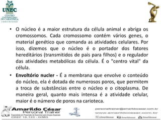 • O núcleo é a maior estrutura da célula animal e abriga os
  cromossomos. Cada cromossomo contém vários genes, o
  material genético que comanda as atividades celulares. Por
  isso, dizemos que o núcleo é o portador dos fatores
  hereditários (transmitidos de pais para filhos) e o regulador
  das atividades metabólicas da célula. É o "centro vital" da
  célula.
• Envoltório nucler - É a membrana que envolve o conteúdo
  do núcleo, ela é dotada de numerosos poros, que permitem
  a troca de substâncias entre o núcleo e o citoplasma. De
  maneira geral, quanto mais intensa é a atividade celular,
  maior é o número de poros na carioteca.
 