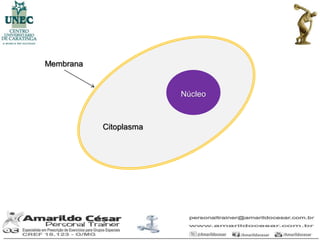 Membrana


                        Núcleo



           Citoplasma
 