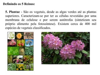 Definindo os 5 Reinos:
5. Plantae - São os vegetais, desde as algas verdes até as plantas
superiores. Caracterizam-se por ter as células revestidas por uma
membrana de celulose e por serem autótrofas (sintetizam seu
próprio alimento pela fotossíntese). Existem cerca de 400 mil
espécies de vegetais classificados.
 