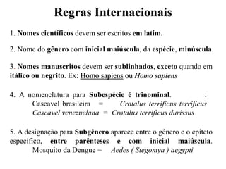 Regras Internacionais
1. Nomes científicos devem ser escritos em latim.
2. Nome do gênero com inicial maiúscula, da espécie, minúscula.
3. Nomes manuscritos devem ser sublinhados, exceto quando em
itálico ou negrito. Ex: Homo sapiens ou Homo sapiens
4. A nomenclatura para Subespécie é trinominal. :
Cascavel brasileira = Crotalus terrificus terrificus
Cascavel venezuelana = Crotalus terrificus durissus
5. A designação para Subgênero aparece entre o gênero e o epíteto
específico, entre parênteses e com inicial maiúscula.
Mosquito da Dengue = Aedes ( Stegomya ) aegypti
 