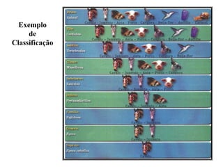 Exemplo
de
Classificação
 
